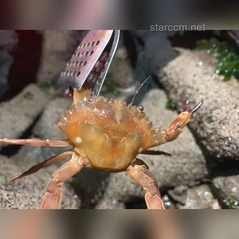 赶海现抓现吃经历：遇到个可爱小水母的探索与启示